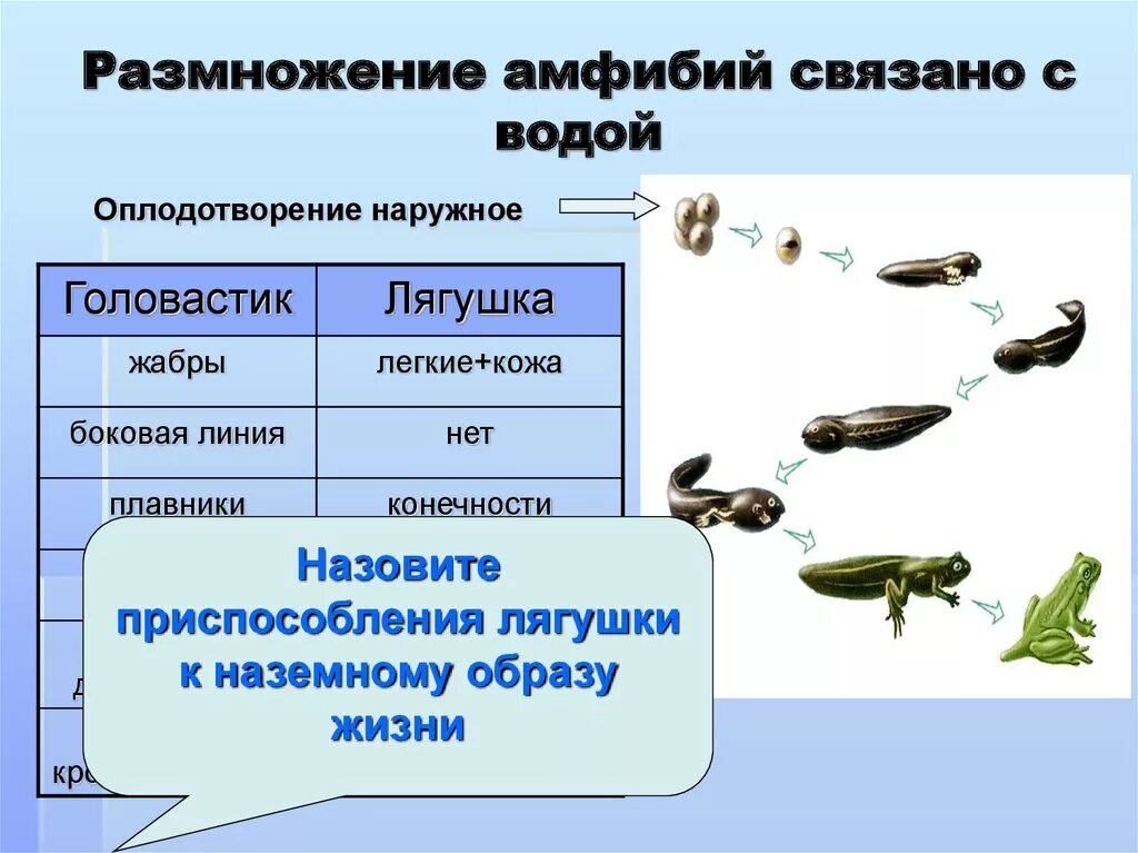 Размножение амфибий. Размножение связано с водой. Земноводные размножение. Класс земноводные размножение. Наличие воды для размножения