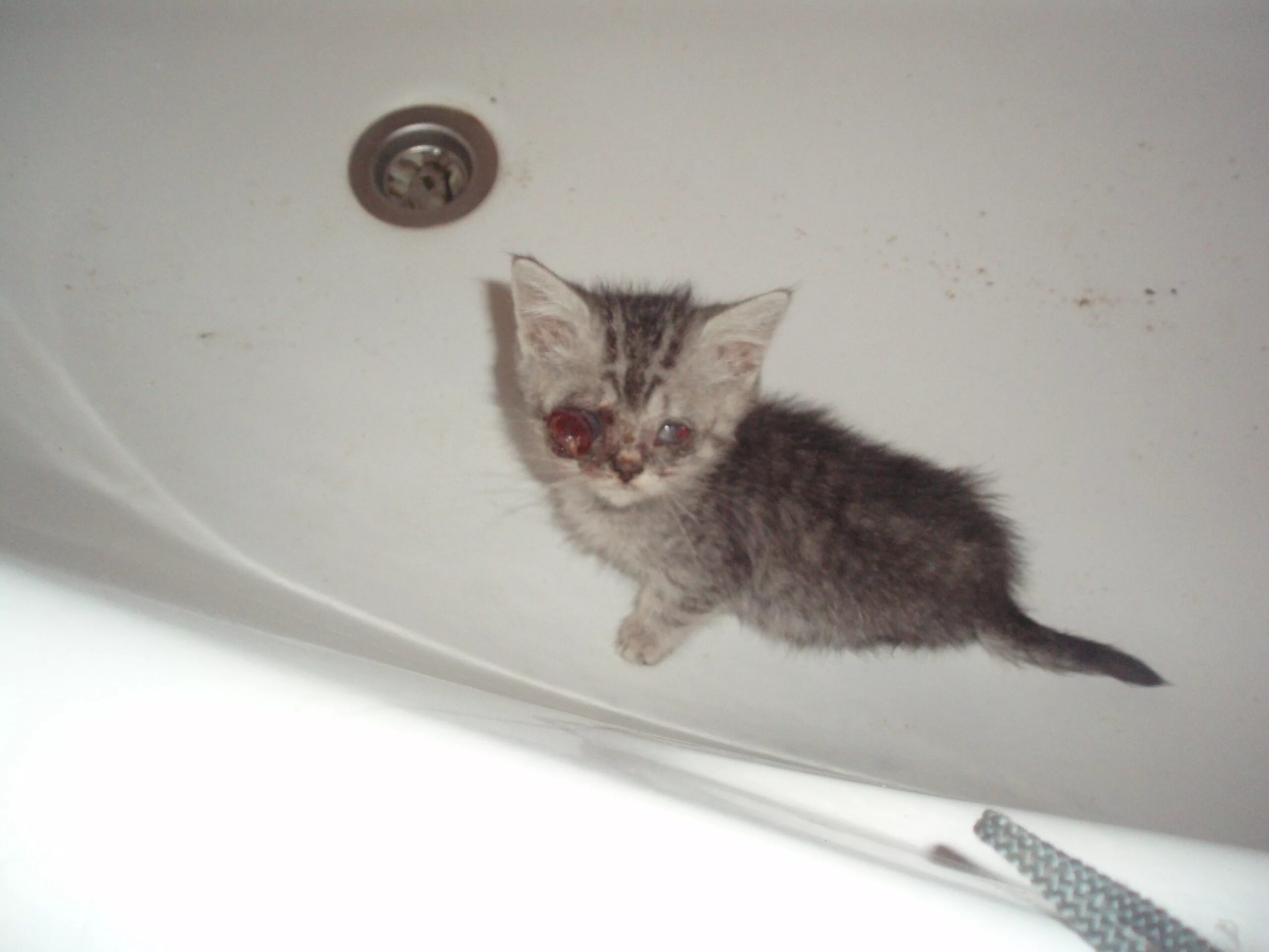 Котенок мяукает туалет. Маленького котенка за 1 рубль. Котенок в углу. Котенок в ванной.