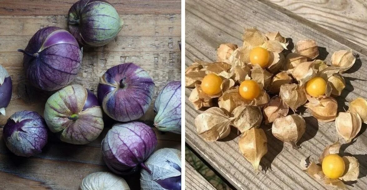 Физалис лакомка. Физалис лакомка