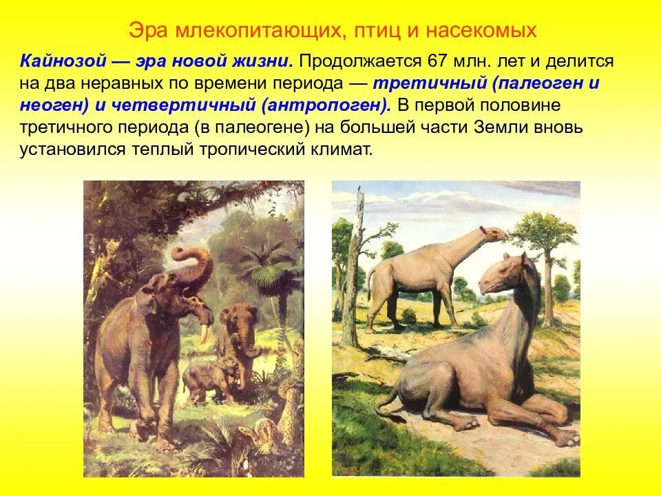 Какая эра является древней. Кайнозой эра периоды. палеогеновый период кайнозойской эры таблица. ароморфоз животных кайнозойская эра антропоген. кайнозойская эра антропоген палеогеновый неогеновый.