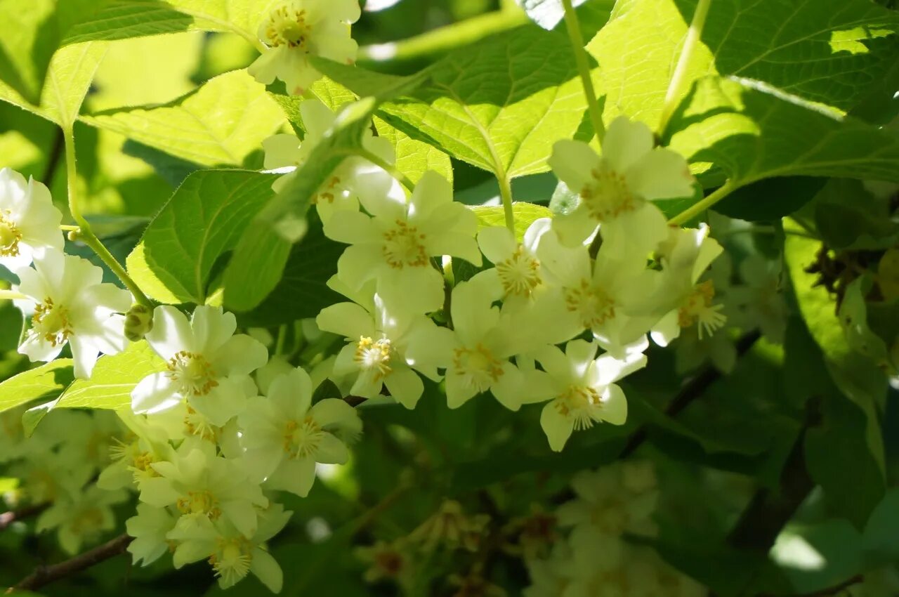 Лимонник дальневосточный цветение. Лимонник китайский цветение. Лимонник цветущий. Лимонник китайский цветет. Лимонник крымский.