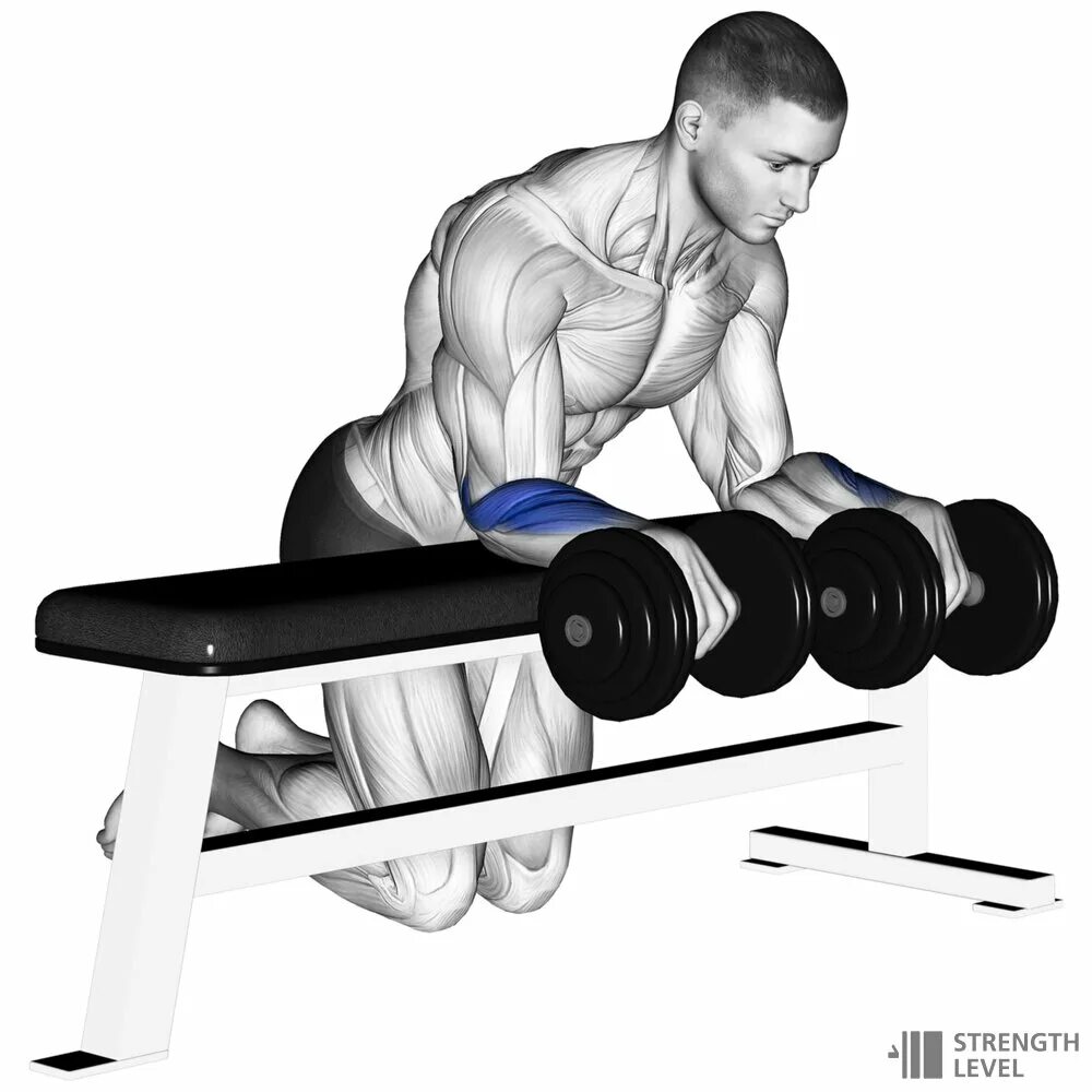 Curl download https. Reverse Barbell Wrist Curl. Упражнения на предплечья со штангой. Упражнение для предплечья с гантелей. Упражнения на предплечья с гантелями.