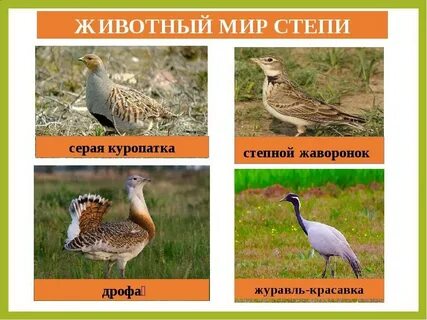 Окружающий мир животные степи