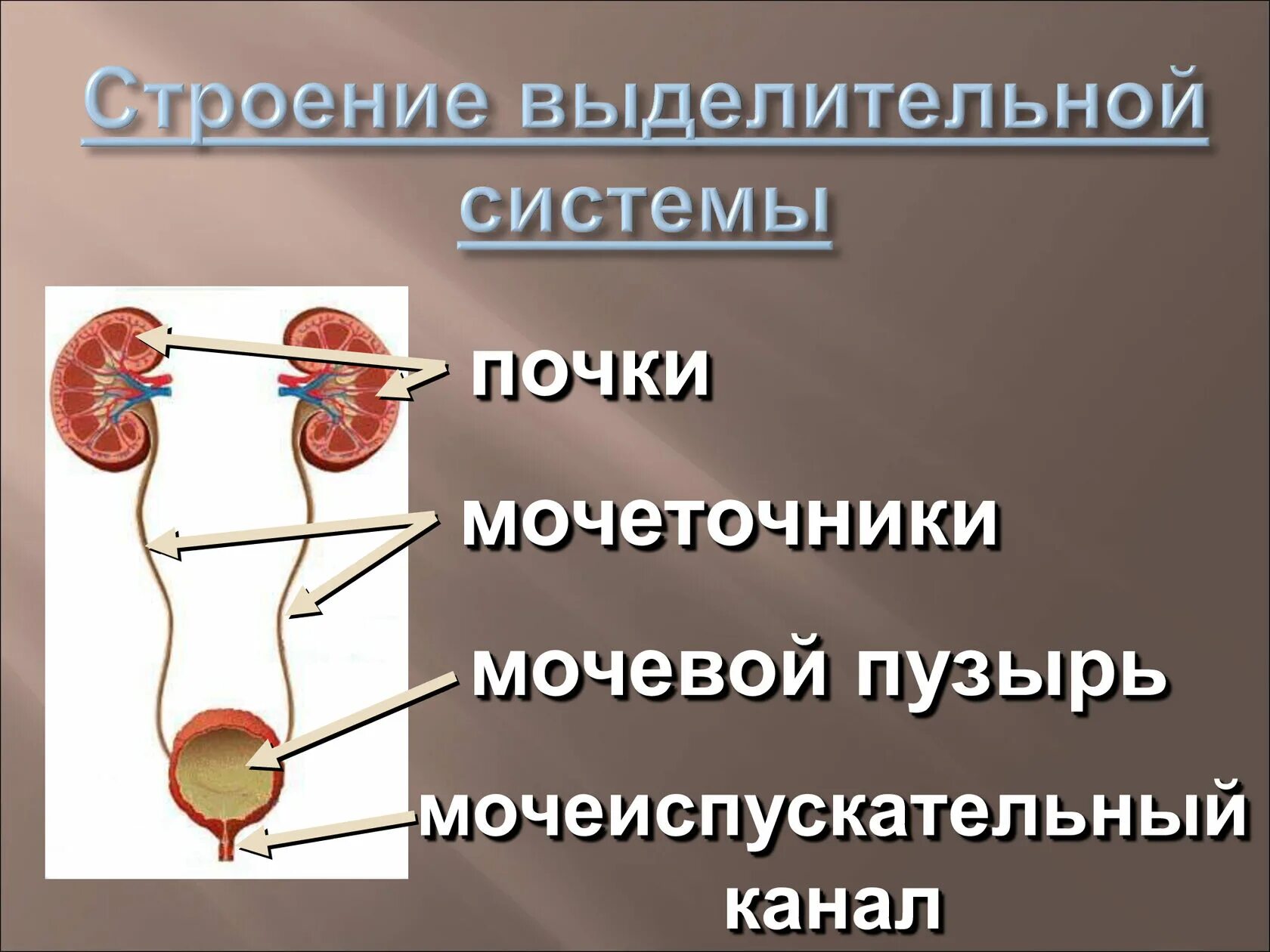 Строение выделительной системы анатомия. Выделительная система человека почки. Строение dsltkbntkmyjqсистемы. Старение выделительной системы. Органы входящие в выделительную систему человека