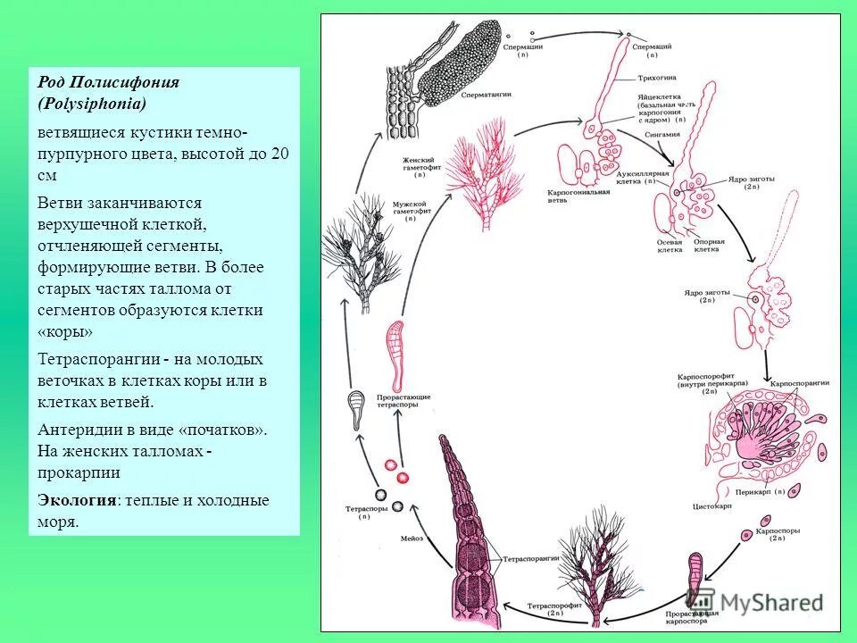 В жизненном цикле водорослей преобладает. Цикл развития красных водорослей схема. Красная водоросль порфира жизненный цикл. Жизненный цикл красных водорослей схема. Размножение красных водорослей схема.