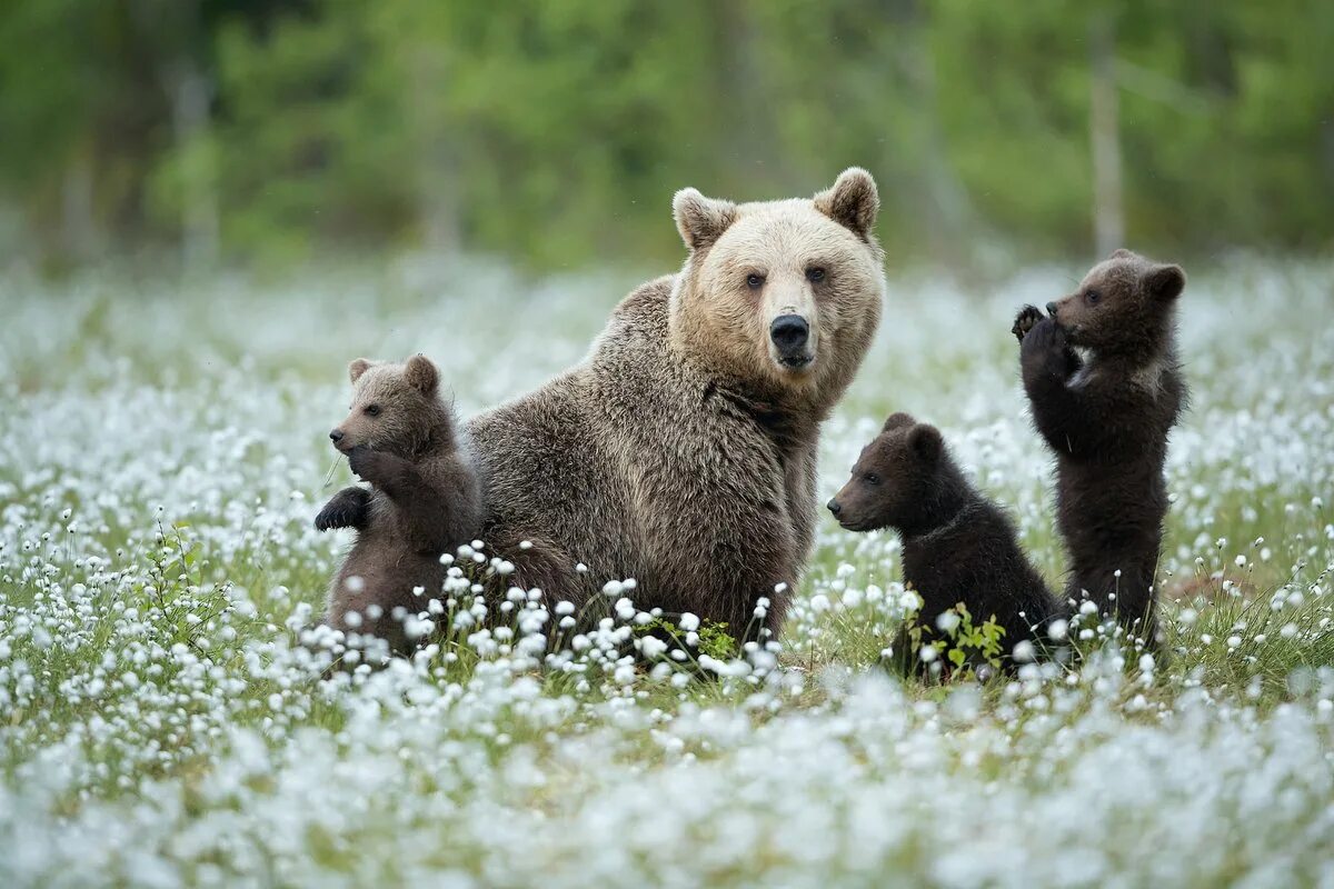 Бурый медведь (Ursus arctos). Медведь весной. Июль животные. Медведь весной фото.
