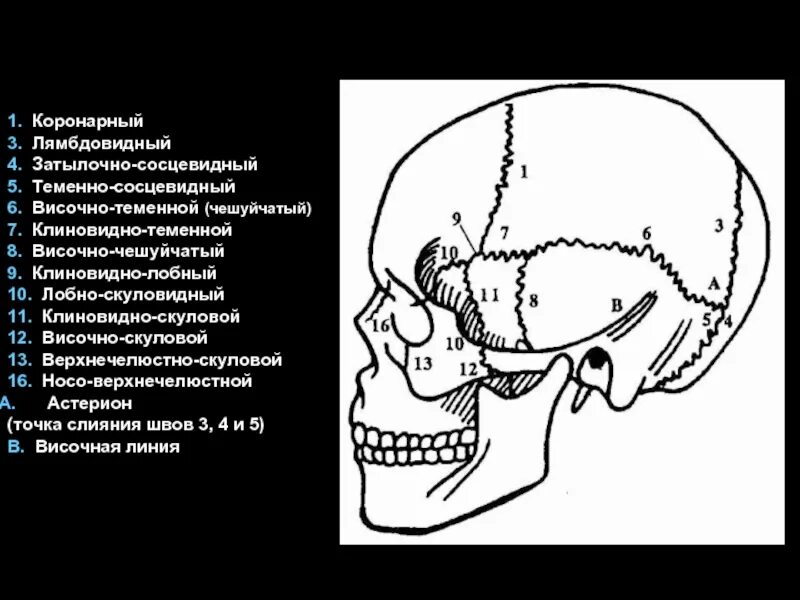 Теменно-затылочный шов черепа. Швы черепа анатомия рентген. Рентгеноанатомия скуловой кости. Рентгеноанатомия черепа турецкое седло.