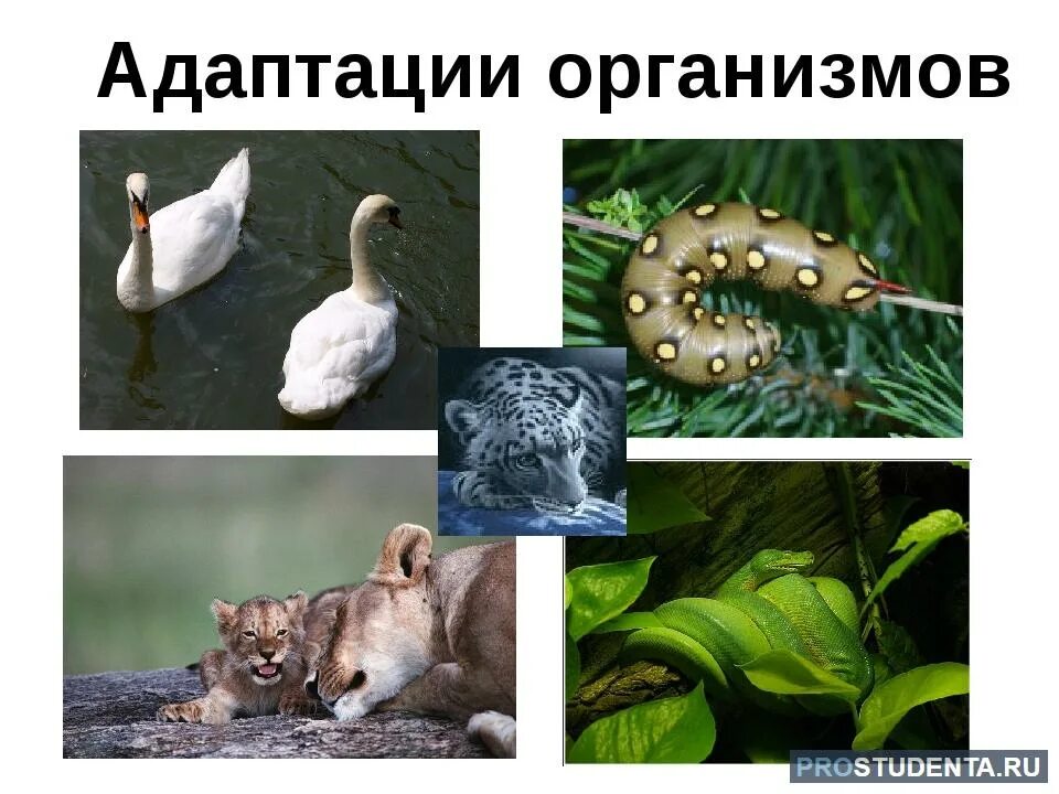 Особенности адаптации организмов. Адаптация живых организмов к окружающей среде. Адаптация это в биологии. Адаптация животных к окружающей среде. Формы адаптации животных.