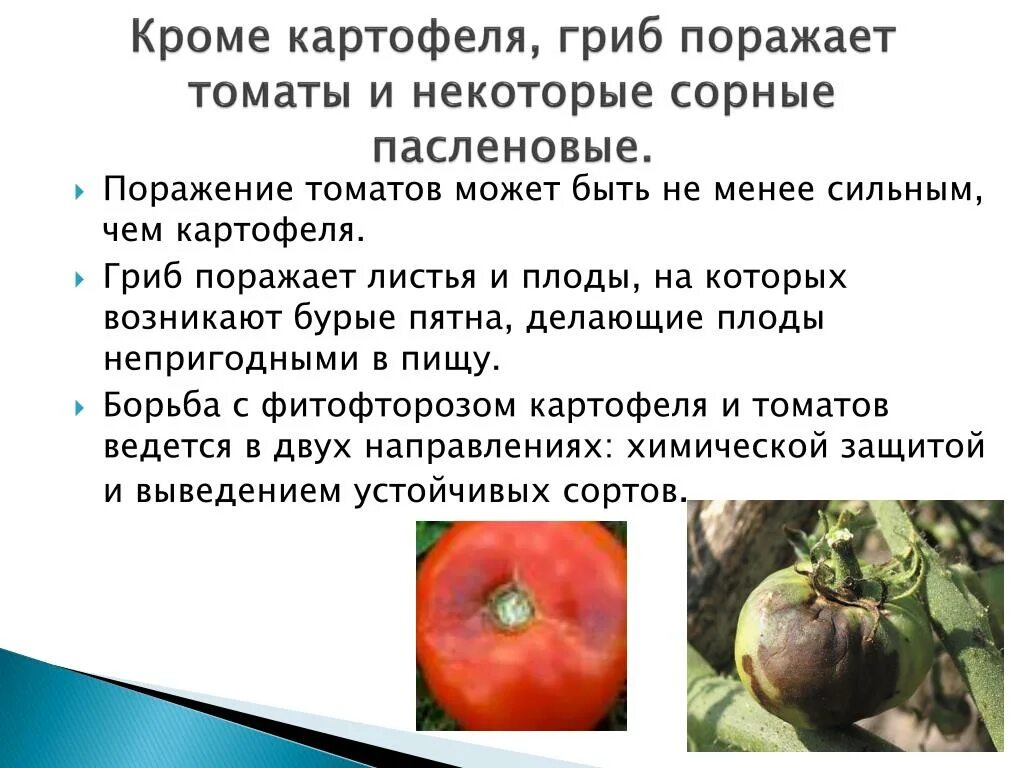 Болезни помидор. Болезни плодов томатов. Болезни томатов картинки с описанием. Болезнь на плодах помидоров. Болезни томатов в теплице описание с фотографиями