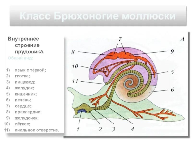 Класс брюхоногие строение тела. Брюхоногие моллюски строение раковины. внутреннее строение брюхоногой улитки. строение брюхоногих моллюсков 7 класс. внутреннее строение обыкновенного прудовика.