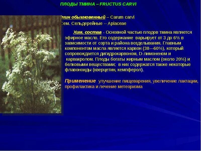 Тмин плоды 50г зде. Тмин обыкновенный листья. Тмин соцветие. Тмин действие на организм. Тмин действие на организм.