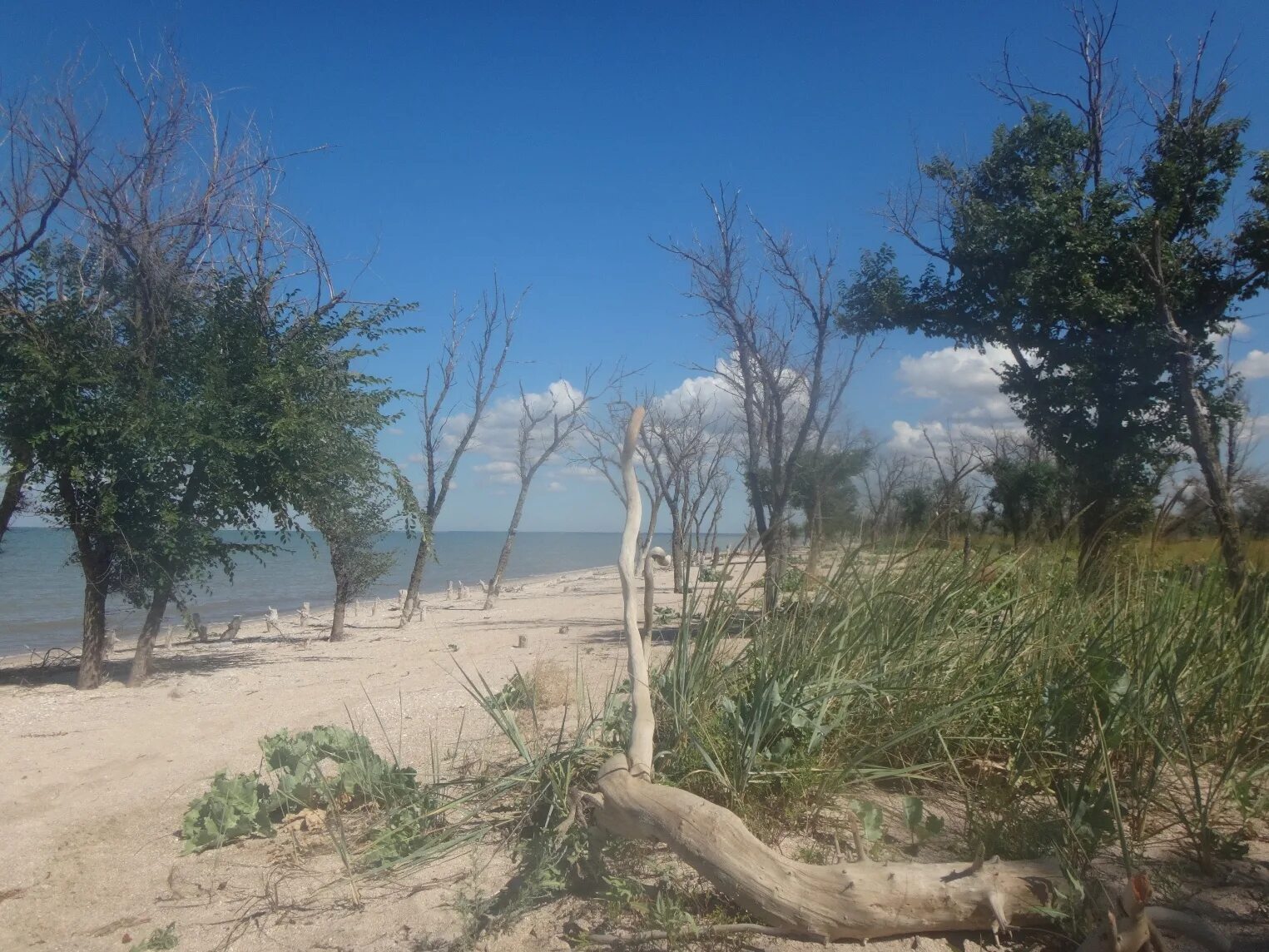 Азовское море ясенская коса. Приморско-ахтарск морозовка коса. Ясенская. Отдых ясенская. Ясенская пляжи.
