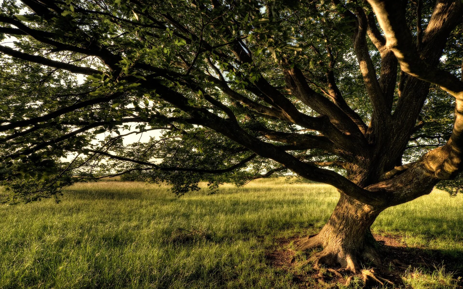 Re natural. Раскидистая крона дуб. Природа деревья. Ветвистое дерево. Дуб дерево.