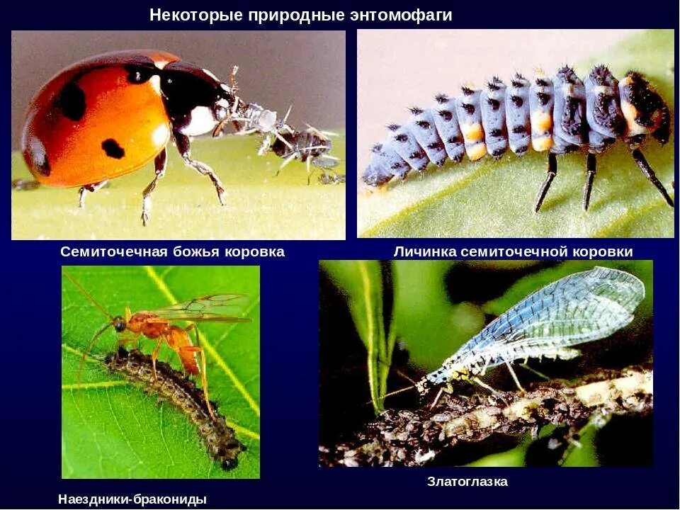 Наездник и гусеница тип взаимоотношений