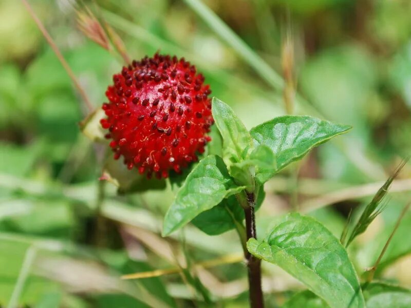 дика ягода. дика ягода. съедобные ягоды. лесная ягода куманика. дика ягода.