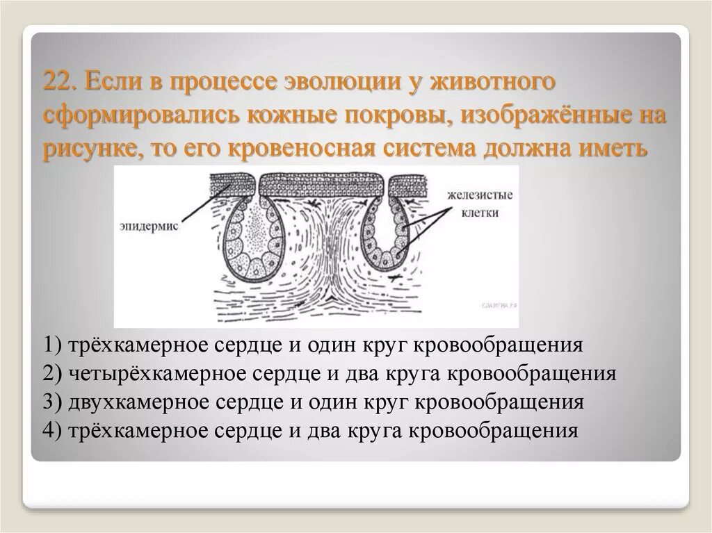 В процессе эволюции у животного сформировался. В процессе эволюции у животного сформировался