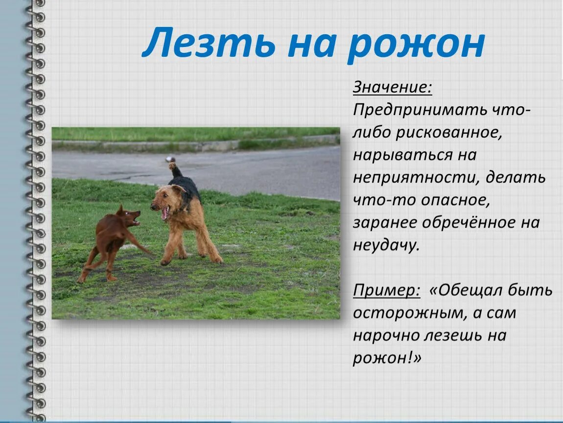 Фразеологизм лезть на рожон. Что означает фразеологизм лезть на рожон. Лезть на рожон значение. Лезть на рожон значение фразеологизма.