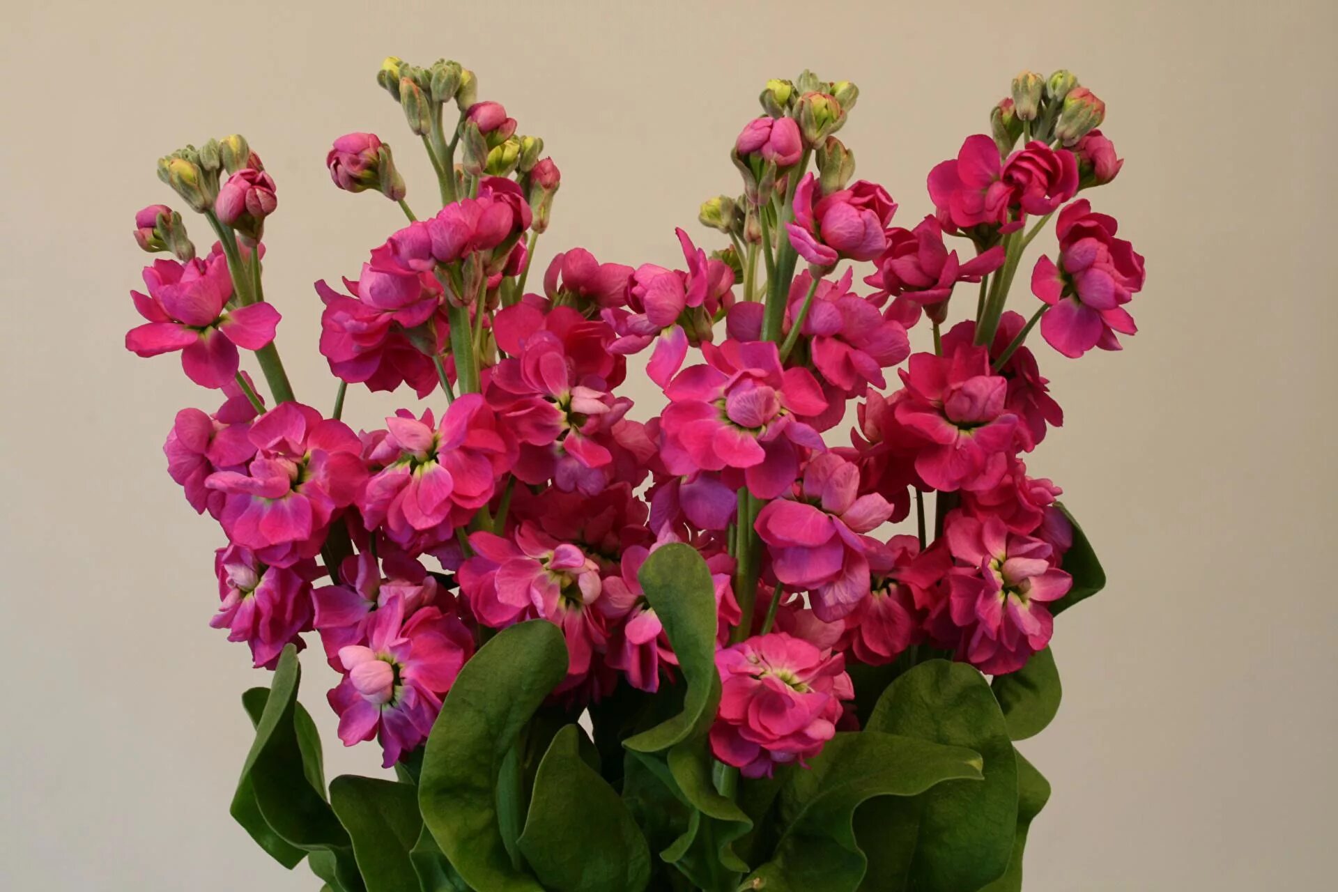 Маттиола левкой. Маттиола седая левкой. Маттиола седая левкой. Левкой. Маттиола седая левкой.