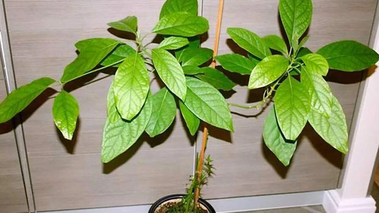 как выглядит домашнее авокадо. зерно авокадо прорастить. авокадо растение дерево. прорастить косточку авокадо. авокадо цветок.