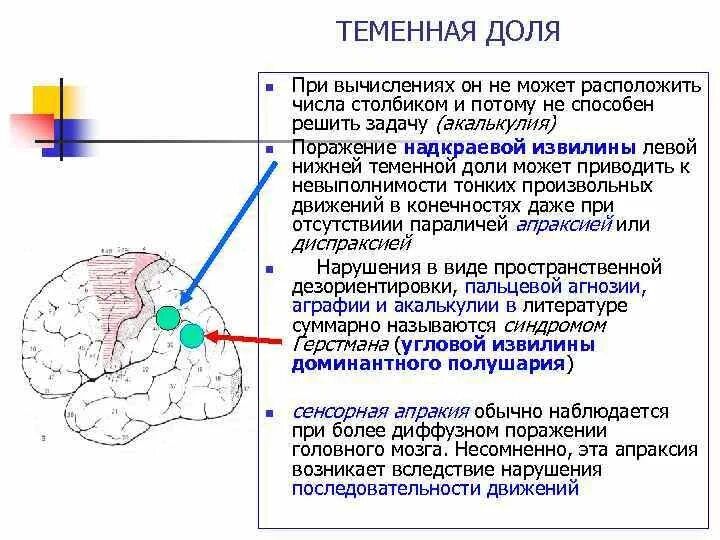 Теменная область поражения. Функции теменной доли головного мозга. При поражении левой надкраевой извилины возникает.