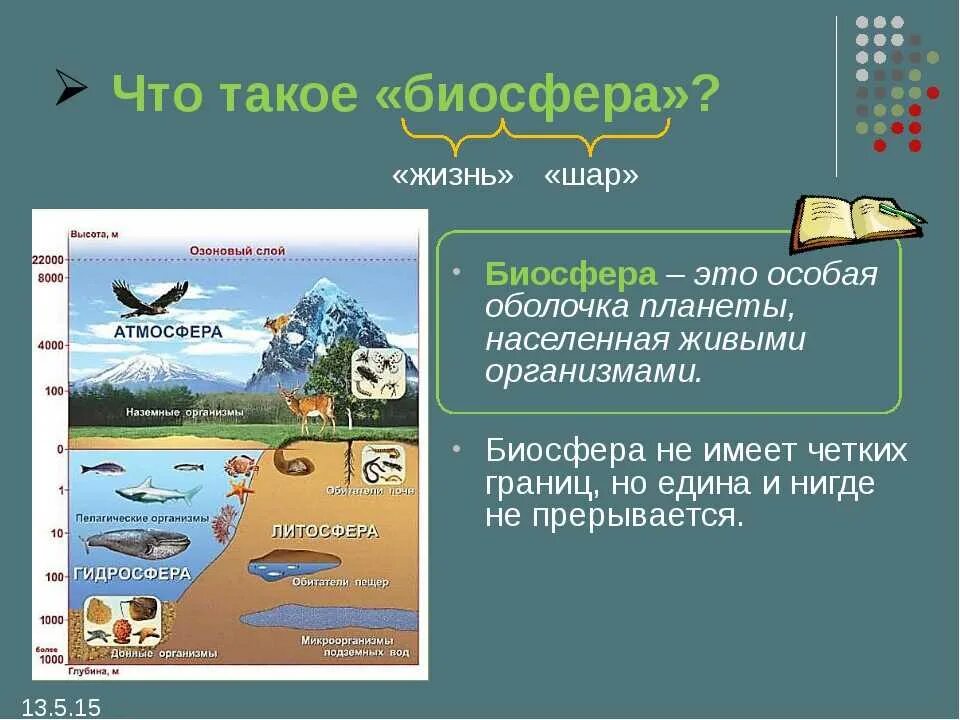 География 6 класс информация. Биосфера. Биосфера это в биологии. Биосвейл. Биосфера это кратко.