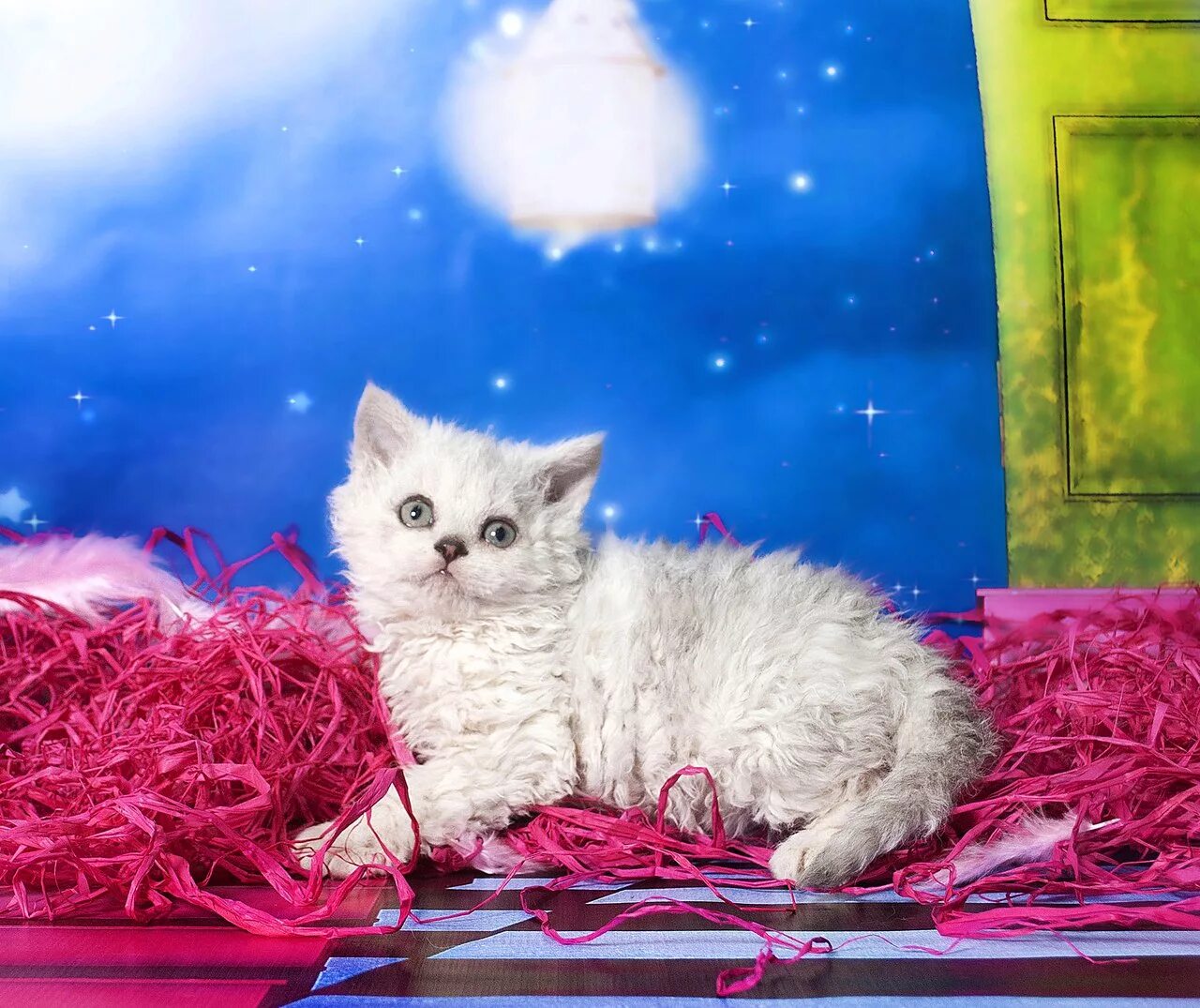 алиса найди котят. милые котики. покажи котят. очень маленькие котята. красивые котята.