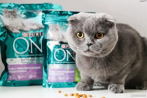 Корм для чувствительного пищеварения для кошек