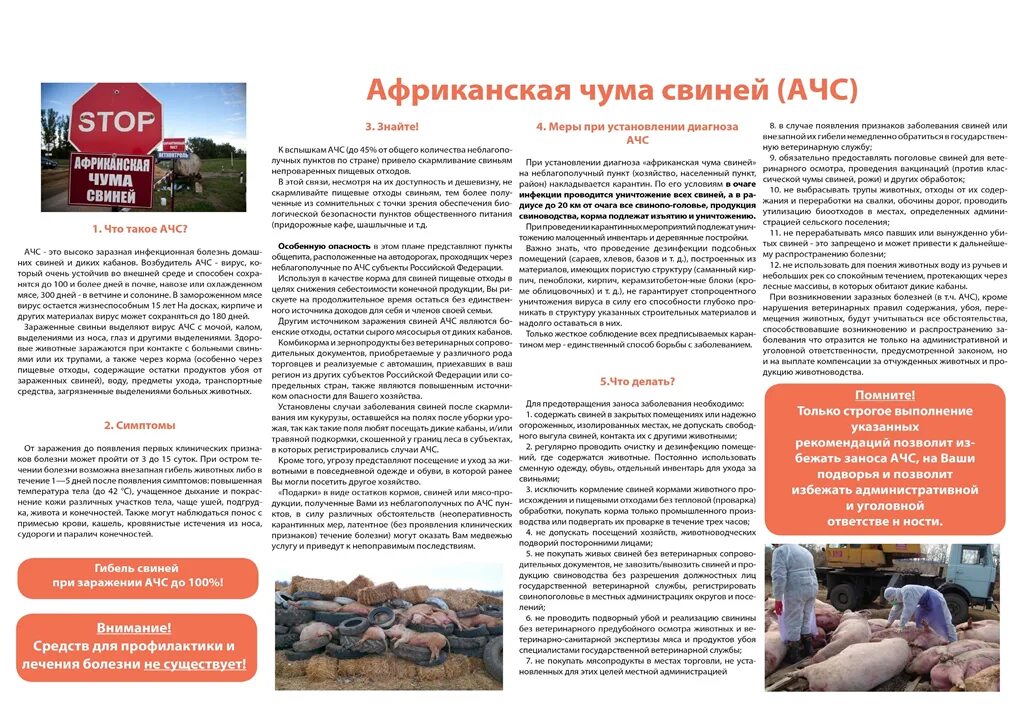 Африканская чума свиней буклет. Африканская чума профилактика. Памятка по ачс животных для населения. Памятка по ачс животных для населения. Африканская чума профилактика.