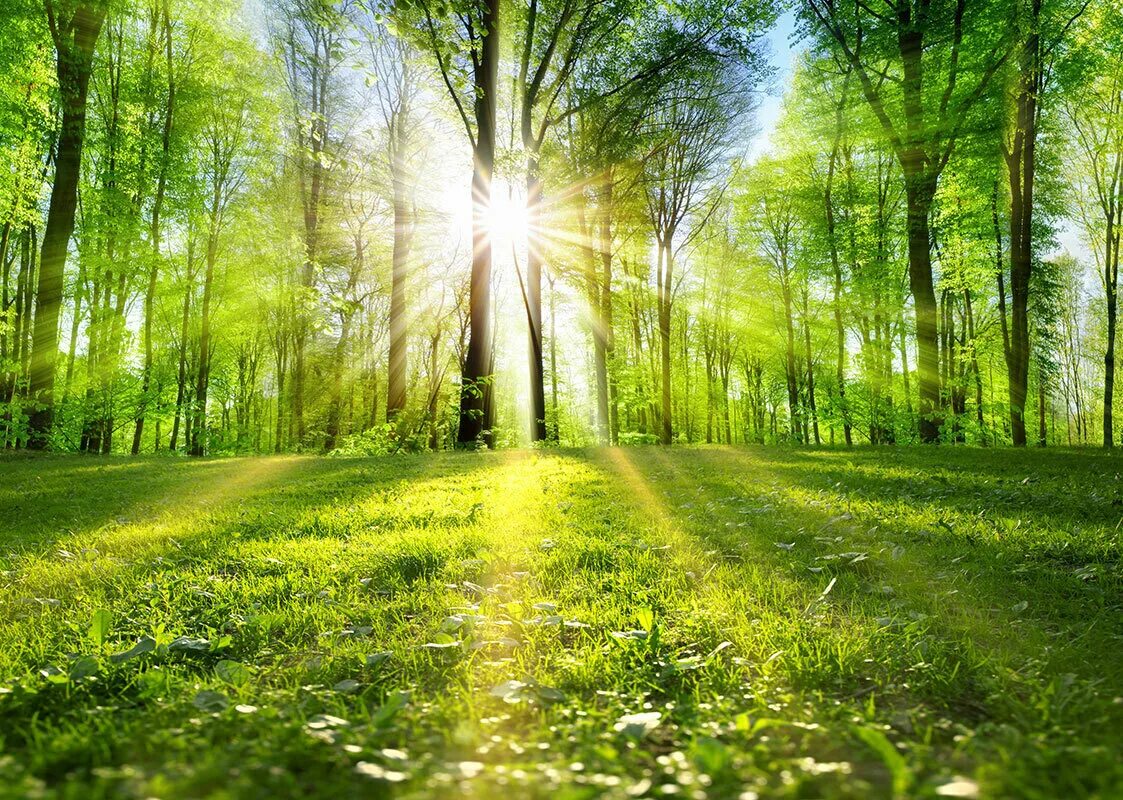 В лесу на солнечной полянке. "Солнце в лесу". Солнце сквозь лес. Солнечный лес. Солнце сквозь.