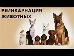 Реинкарнация животных. Прошлые жизни реинкарнация. Лестница в небо джим уоррен. Реинкарнация животных. Реинкарнация животных.
