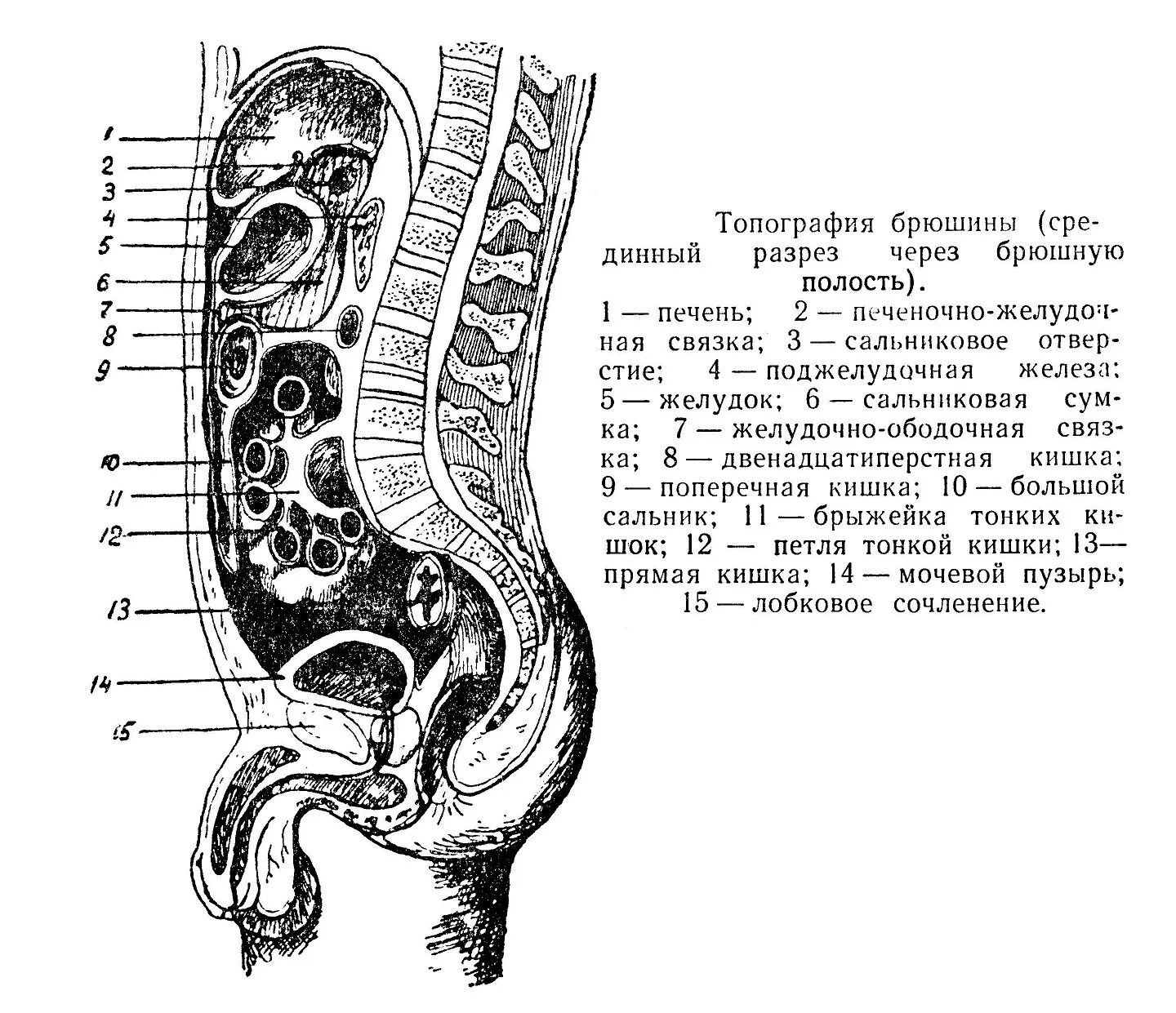 Ход брюшины топографическая анатомия рисунок. Ход брюшины на сагиттальном разрезе. Схема расположения брюшины анатомия. Ход брюшины Синельников. Яички в брюшную полость