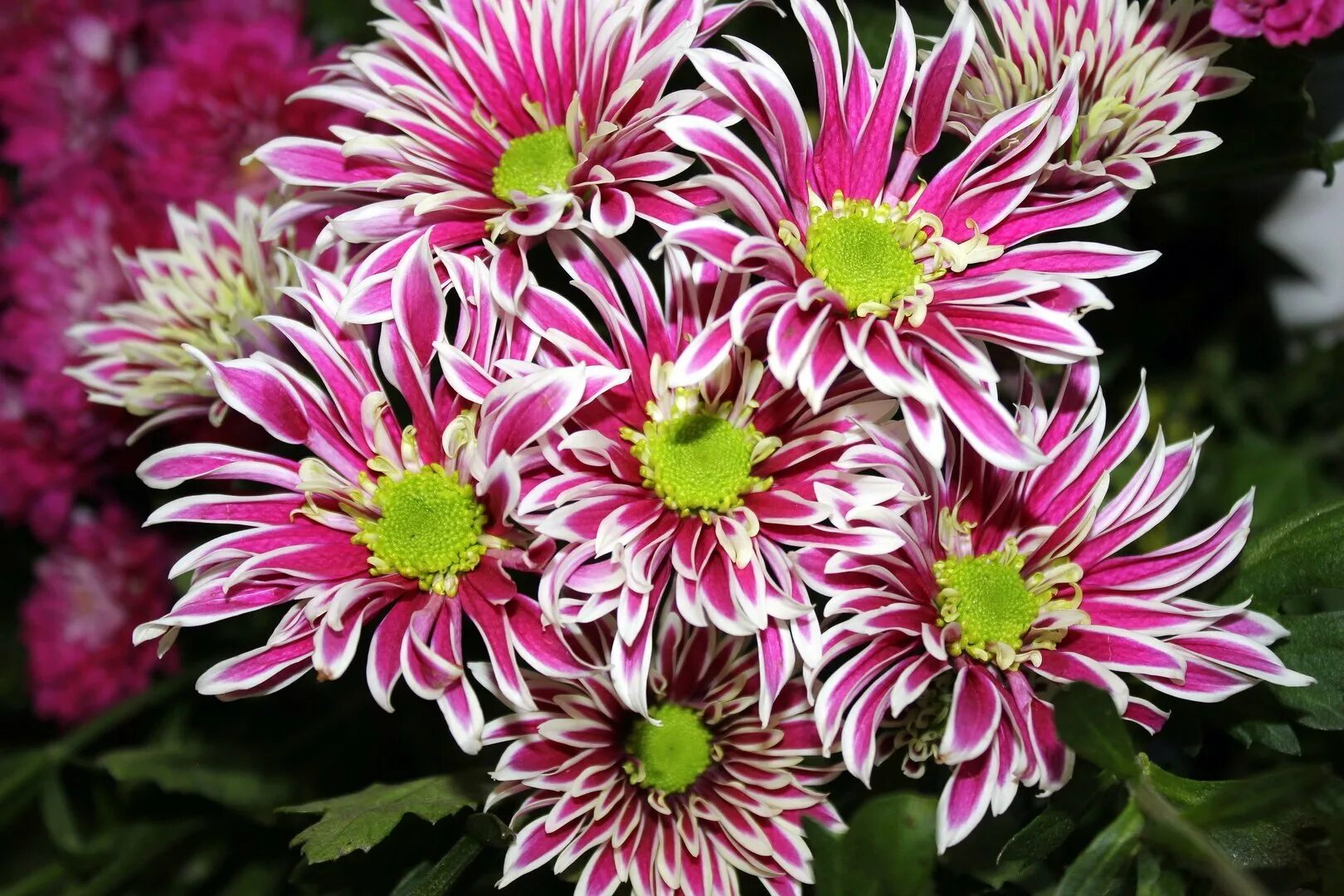 хризантема фуджи сноу. помпонные хризантемы. хризантемы виды и сорта фото. хризантема одноголовая анастасия белая. хризантема корейская эвелин буш.