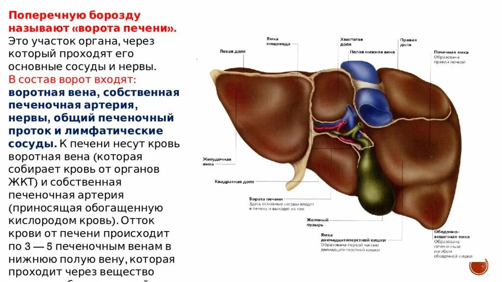 Ворота печени анатомия. Анатомические образования в воротах печени. Топографическая анатомия ворот печени.