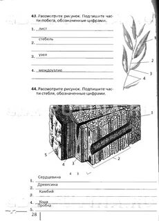 На рисунке стебель обозначен буквой ответы