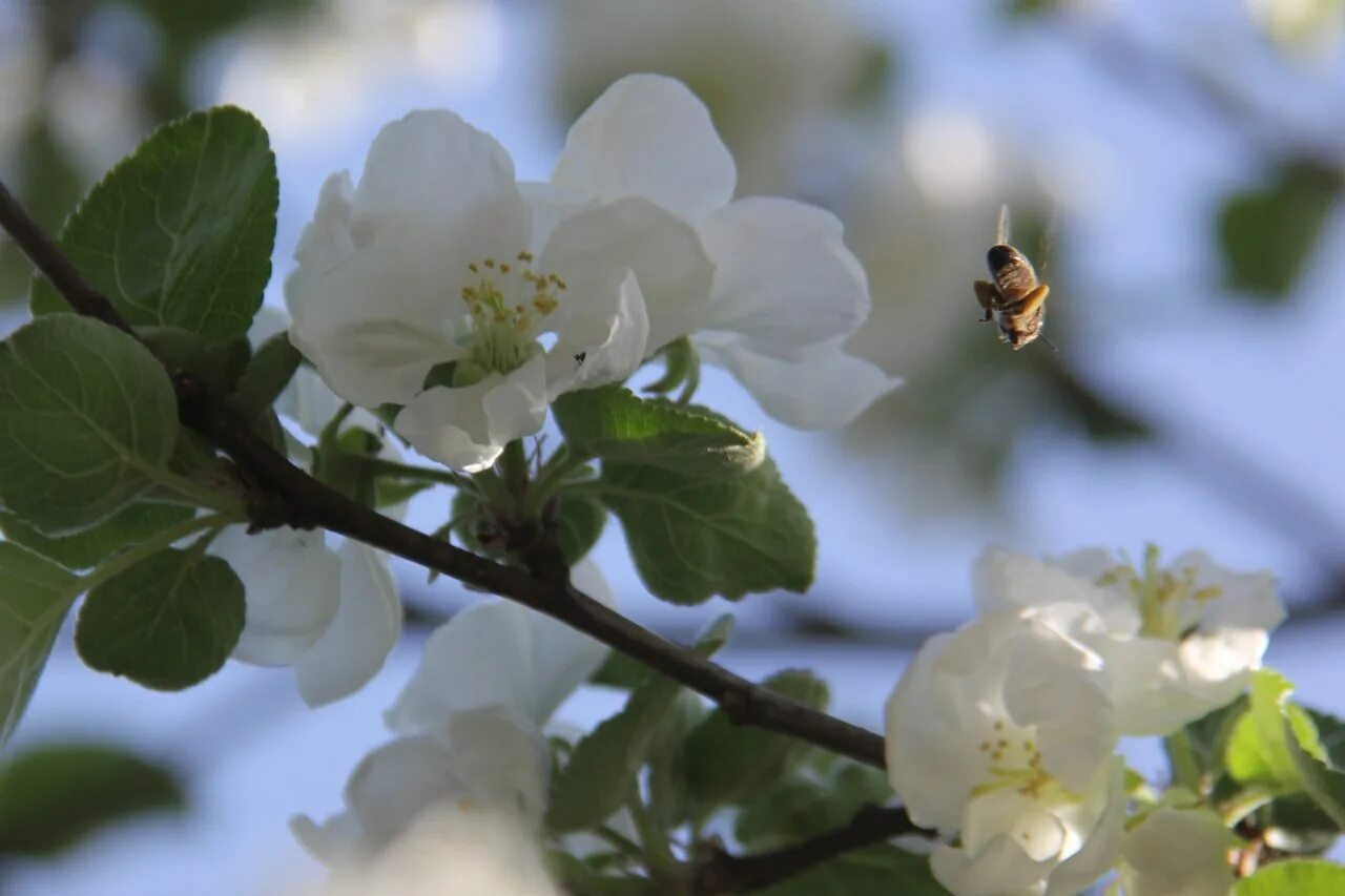 когда зацветут яблони ничего страшного не случилось. шмель на яблоне. тюмень яблони цветут. когда зацветут яблони ничего страшного не случилось. расцыетвали яблони игруши.