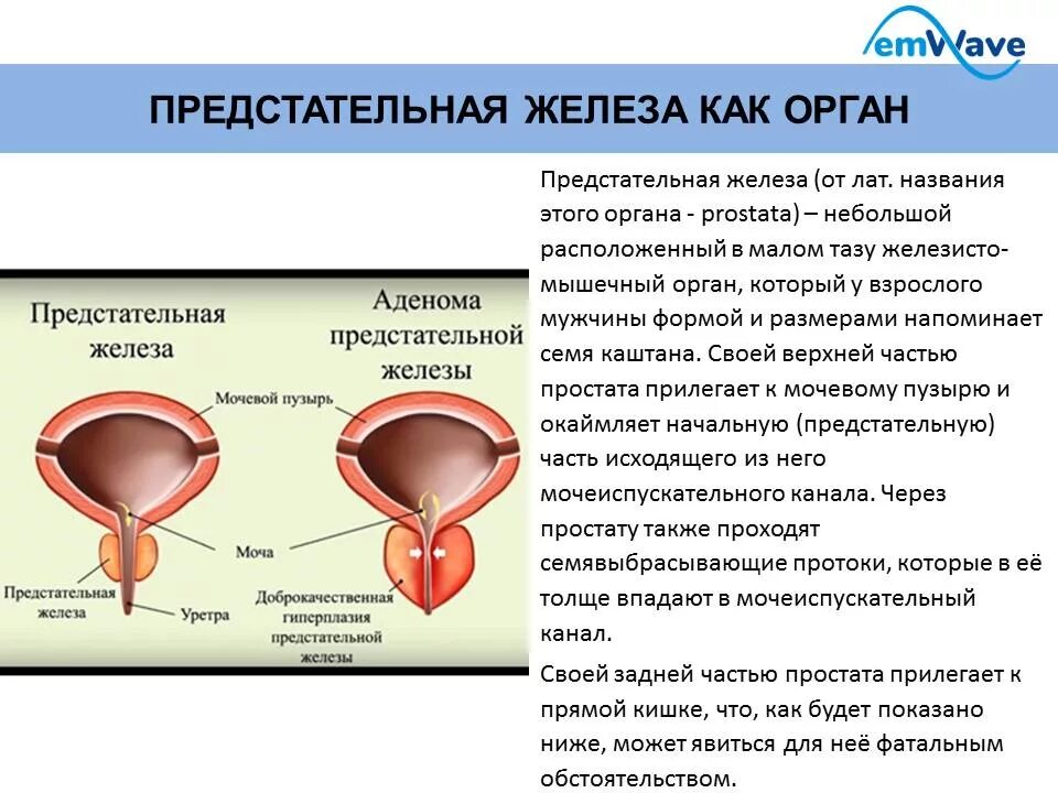 Простата это железа. Строение аденомы простаты. Аденома предстательной железы схема. Функции предстательной железы у мужчин. Предстательная железа у мужчин начинает функционировать с.