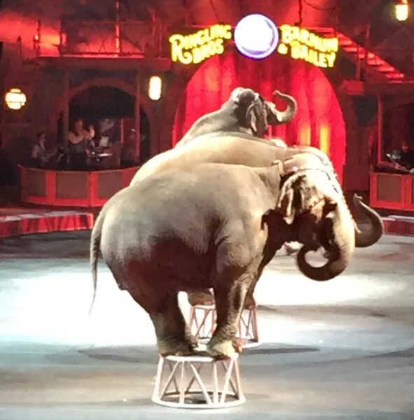 Elephants in Circus what can to do. Wordwall can an Elephant Jump. Can an elephant jump