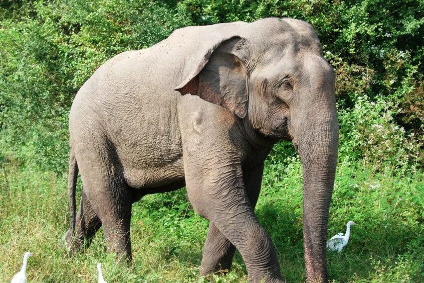 Elephant перевод с английского. Индийские слоны с бивнями. Слоны в Турции. Зеленый слон Индия. Elephant перевод.