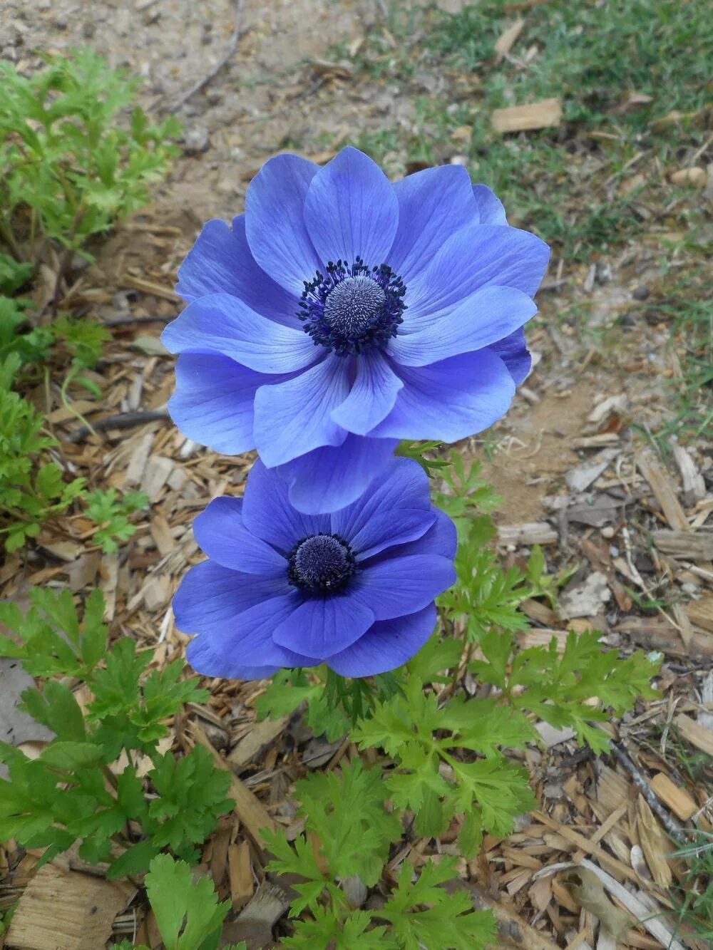 Анемона Мистер Фоккер. Анемона махровая Блу. Анемона корончатая (Anemone coronaria). Анемона корончатая «Mr.Fokker». Анемона цветок многолетник