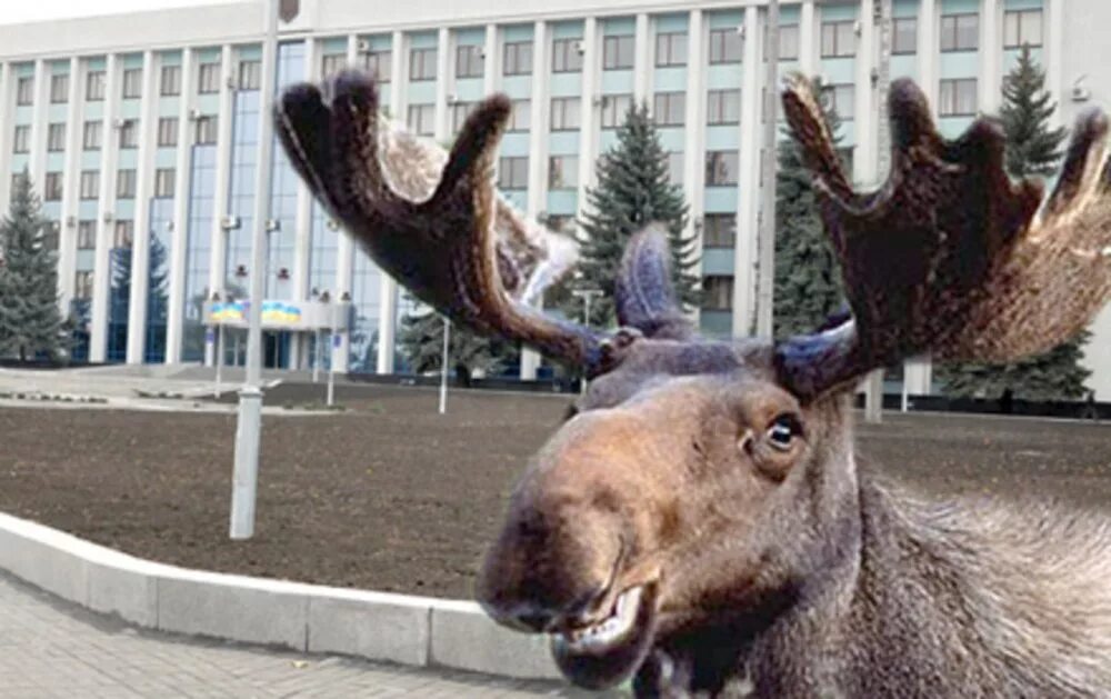 Лоси в Заречном Пензенской области. Лось в городе. Животные в городе. Лось в городе Москва.