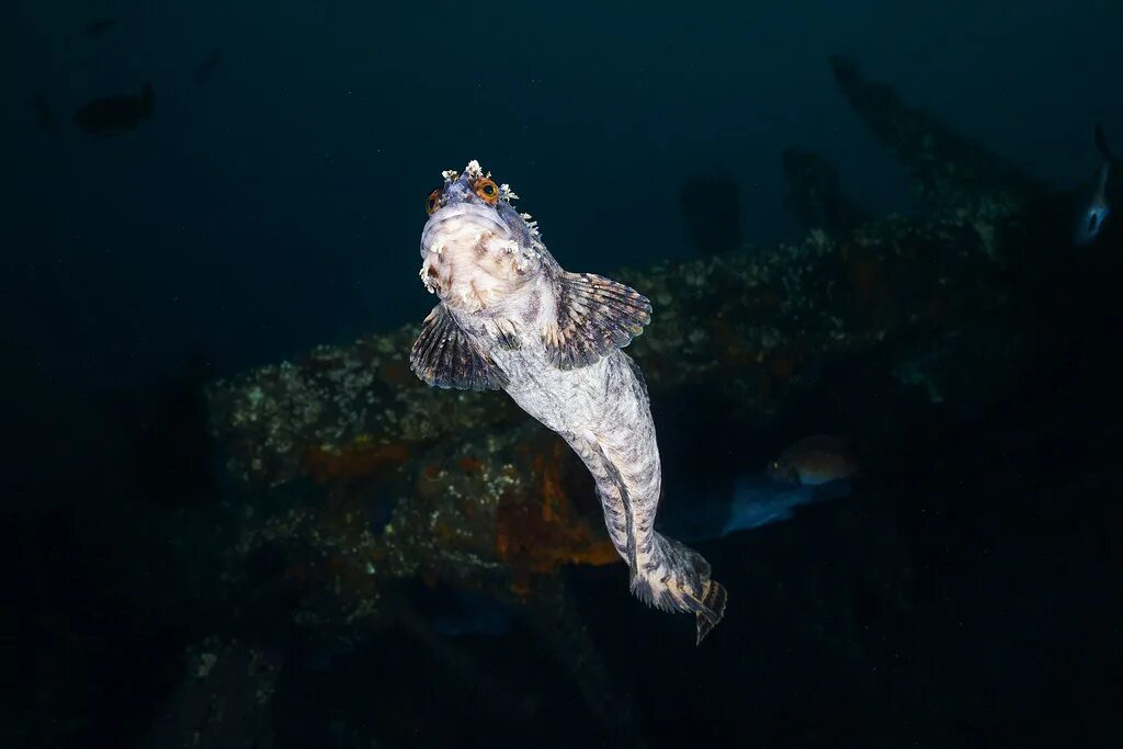 Морская собака животное. Chirolophis japonicus. Японская мохоголовая собачка. Мохнатоголовая собачка рыба.