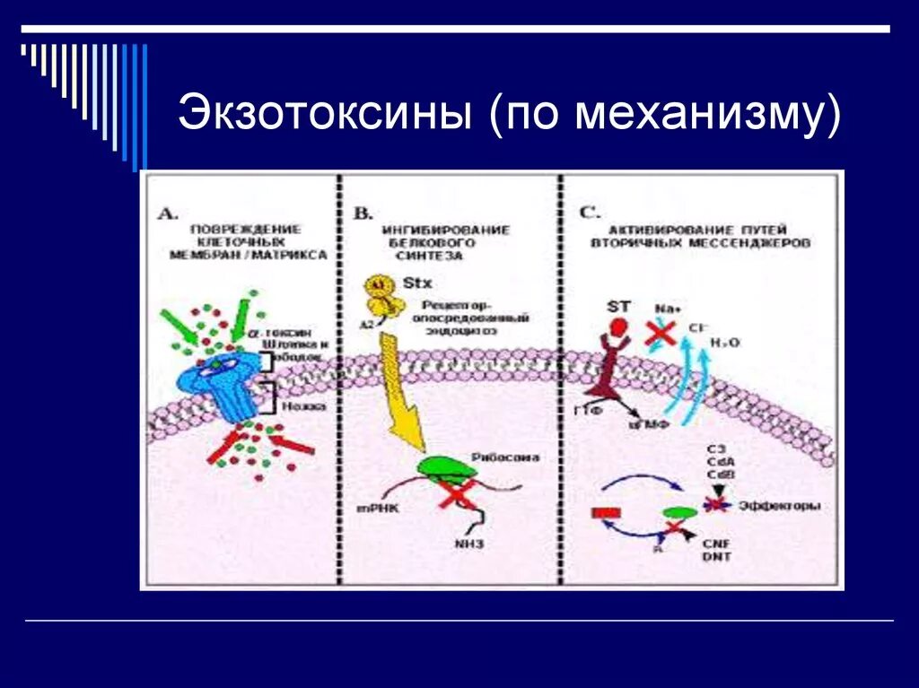 Экзотоксины бактерий определяются. Механизм действия Эндо и экзотоксинов. Экзотоксины микроорганизмов это. Экзотоксины микробиология. Экзотоксины и эндотоксины