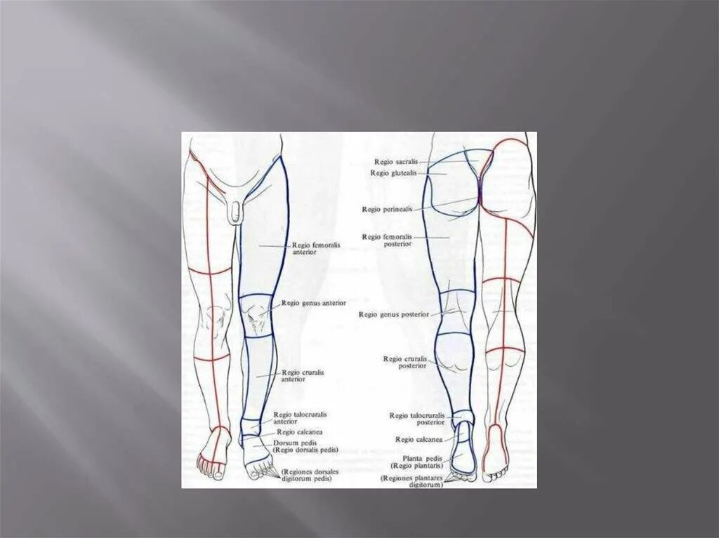 Области нижней конечности. Топографическая анатомия нижней конечности области бедра. Послойная топография голени. Нижняя конечность топографическая анатомия и Оперативная хирургия. Области ноги топографическая анатомия.