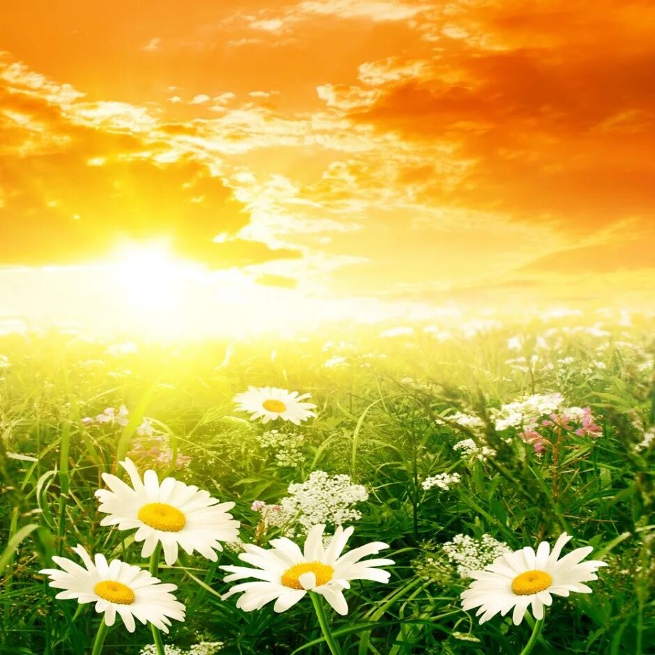 Солнечный цветок. Поле ромашек. Цветы и солнце. Ромашки и солнце.