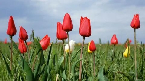 Қызғалдақ минет әдісі