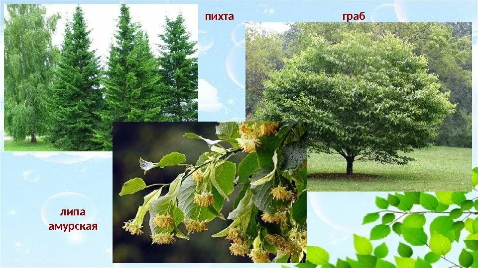 Какое дерево не является теплолюбивым. Дерево клен ,липа,пихта,... липа амурская описание. пихта липа. граб и липа.