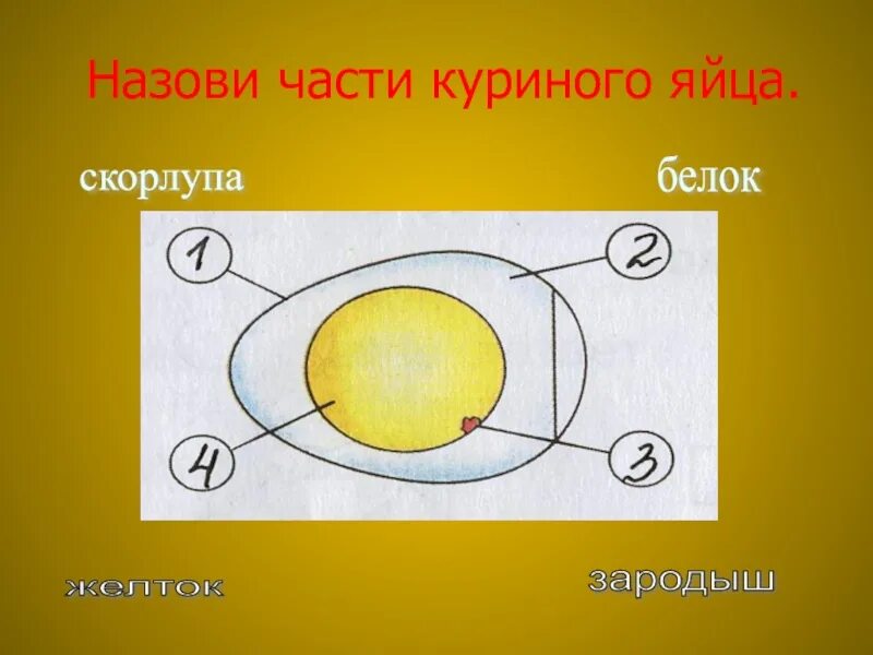 Части куриного яйца. Подпиши части куриного яйца. Основные части куриного яйца. Строение куриного яйца. Местоположение яиц