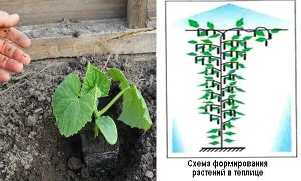 Огурец Амур рассада. Огурец Амур f1 мир садоводов. Можно углубить огурцы.