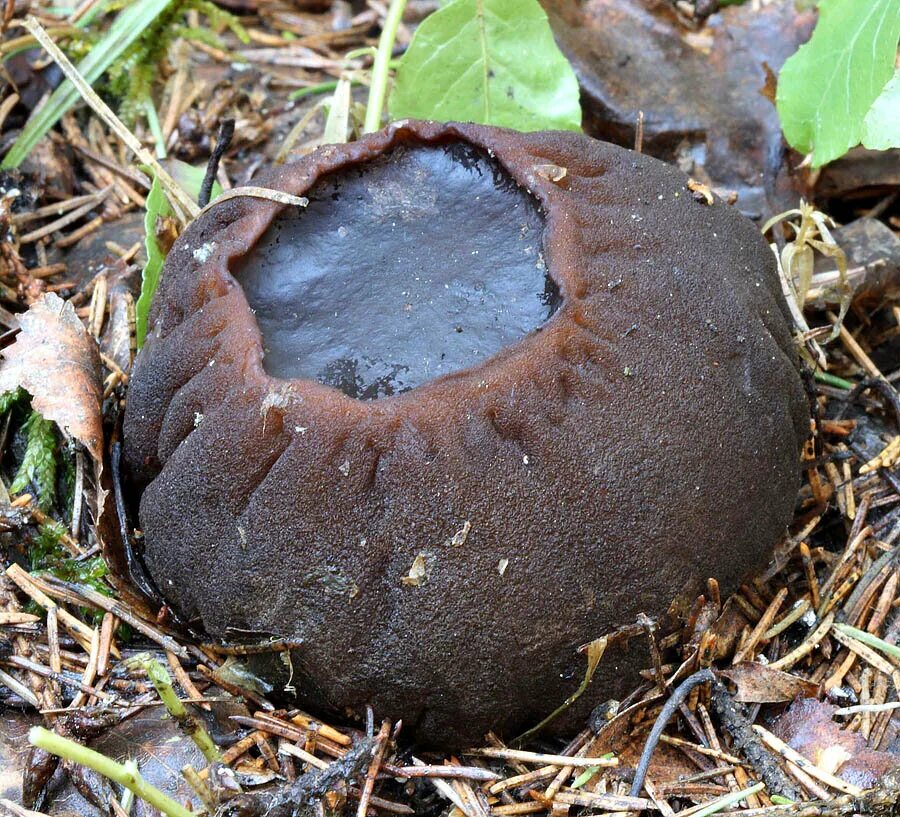 Саркасома шаровидная. Саркосома шаровидная Sarcosoma globosum. Гриб Саркосома. Сорко с шаровидная гриб. Молодильный гриб Саркосома шаровидная.