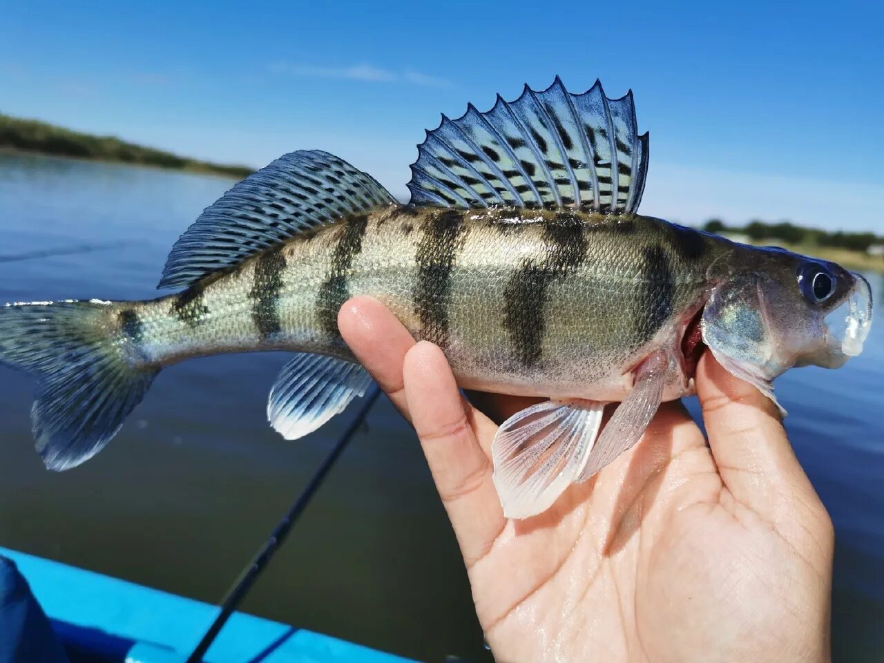 Обыкновенный судак пресноводные рыбы. Окунь берш судак. Рыба берш и судак. Тамбовский судак. Обыкновенный судак sander lucioperca.